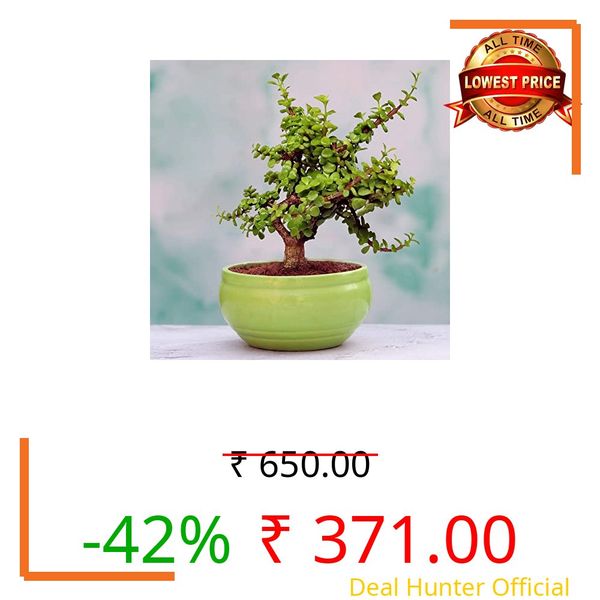 Lasaki Bowl Small Green Ceramic Pots for Indoor Plants, Planters, Flower, Pots, gamla, Outdoor, Balcony, Home, Garden, Office Decor, Succulent Pot(D - 15 X H - 8 cm)(Plants not Included)