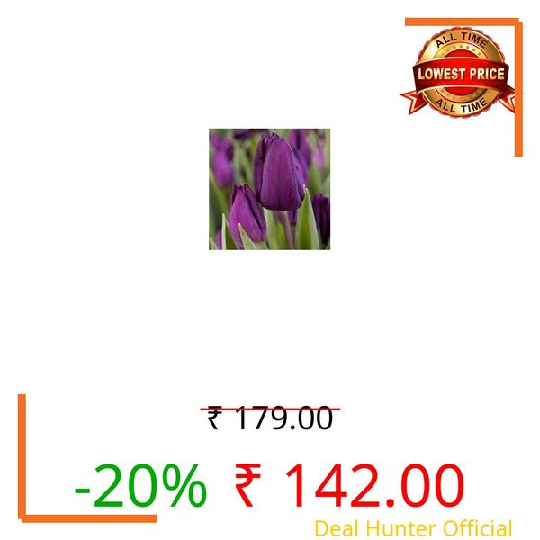 Tulip Flower Pot Plant Live Pack of 1 By Zabbus Purple