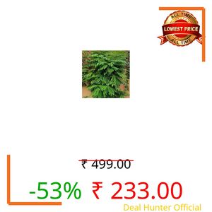 Uniquetree Curry Leaf Tree Live Plant (Nepal Variety Healthy Rare Plant With Papper Bag)