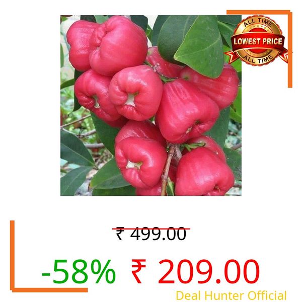 GreenWorld Special Red Water Apple Plant (Lal Jamrul Pack Of 1) Healthy Live Plant,''Fruit After 1 Year''