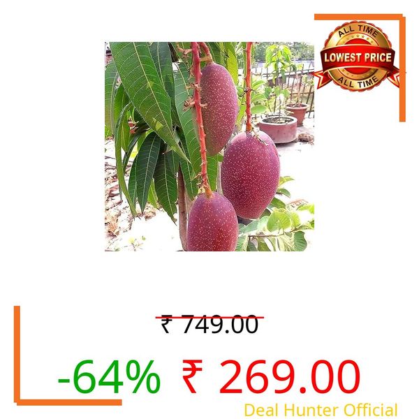 GreenEarth Original Thai King Of Chakapat Mango Plant (GRAFTED) Very Sweet In Taste "New Variety"