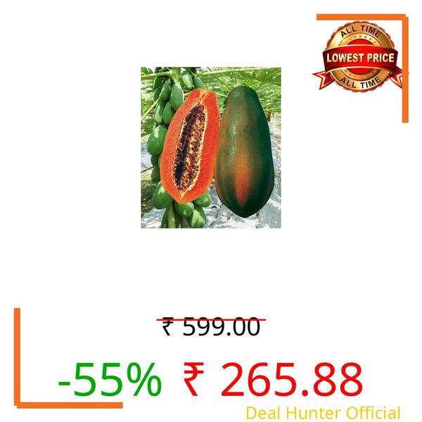 GREEN COLLECTION Papaya Plant | Sweet Juicy Papita Tree | Taiwan Red Lady, Thailand Dwarf Honey Variety | Tropical Fruit Podha for Home Garden, Orchard & Outdoor Farming | Healthy Nursery Sapling