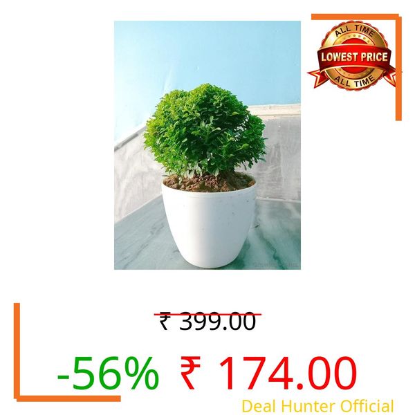 Growing Plants Live Bonsai Bushy Table Kamini tree house plant With Black Plastic Pot