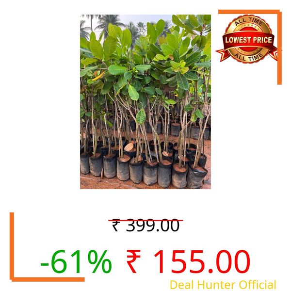 Cashew plant live hybrid(Pack of 1)
