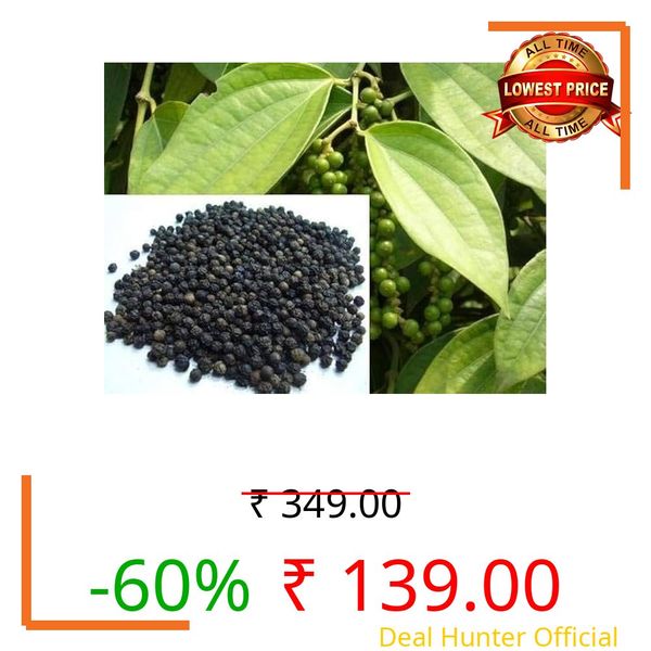 Live Plant Black Pepper Kali Mirch; Healthy Live Plant Actual Plant Height .5 to 1 ft (Hybrid, Pack of 1)