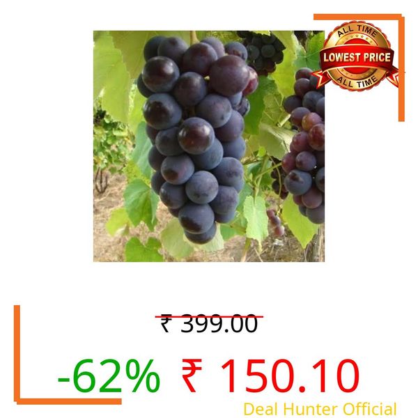 LEAF JIBON, Black Grape Sweet Angur/Angoor Fruit Live Plant " Air Layered/Grafted Orginal (Pack of-1) Healthy Fruit Plants WB8rt