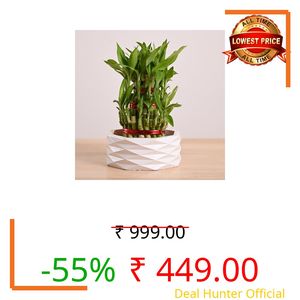 UGAOO Lucky Bamboo 3 Layer Plant with Criss Premium Ceramic Planter