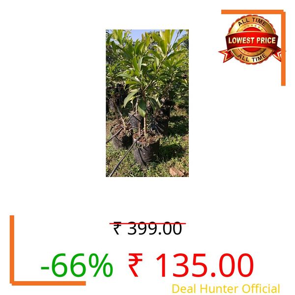 Chiku plant hybrid all seasons,plant for all seasons hybrid chiku (Pack of 1)