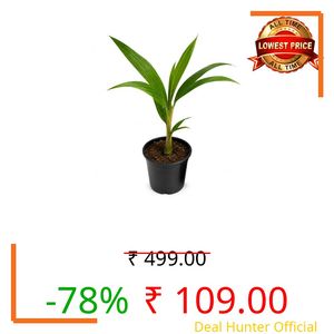 live Green Kerala coconut plant Tree (Narial ka podha) hybrid Malayan coconut fruit plant (1 Healthy Plant with Black Plastic Pot)