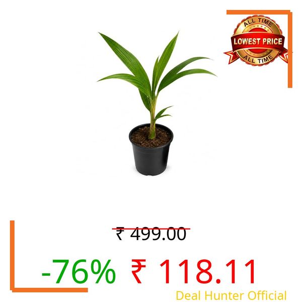 live Green Kerala coconut plant Tree (Narial ka podha) hybrid Malayan coconut fruit plant (1 Healthy Plant with Black Plastic Pot)