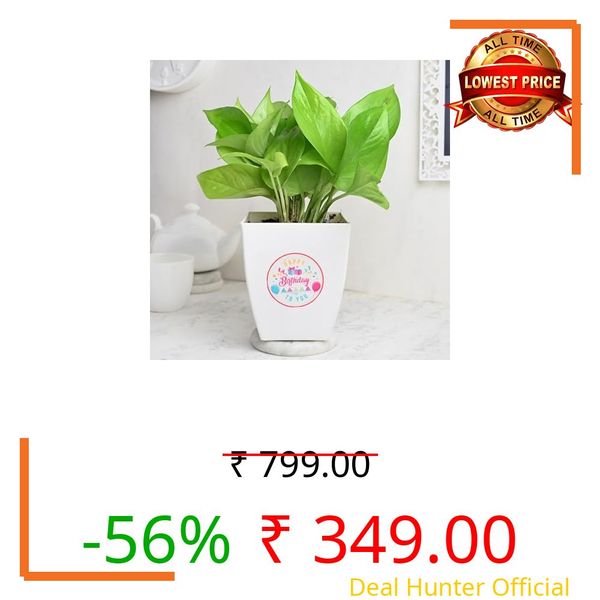 FlowerAura Good Luck Money Live Indoor Plant In Plastic Pot For Gifting, Living Room, Balcony, Table Decor, Office & Home Decor | Air-Purifying Indoor Greenery (Same Day Delivery)