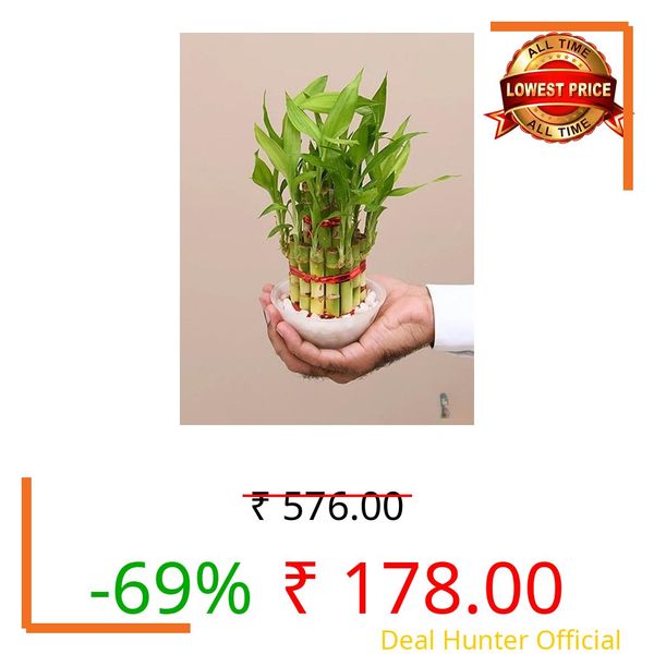 Lucky Bamboo Live Plant | 7 Sticks with Multi Color Stones | Best Feng Shui Plant for Home, Office, Bedroom Decoration | Indoor