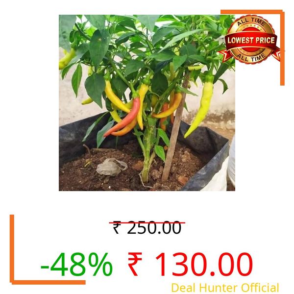Chilly Chili Ornamental Pepper Plant (Healthy Live Plant) | Pack of 2