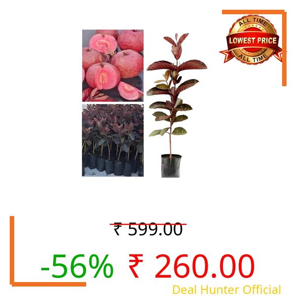 ABEFARIYA Malaysian Red Guava Plant - Dwarf Variety Red Skin Red Flesh All Season Guava Fruit Tree Height 1-2 Feet, Pack Of 1 Plant
