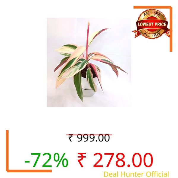 SEILOZBUNIA Beautiful Nutural Attractive Organic Ganna Jamuna/Laila Majnu Plant Healthy Live Tree || For Room Decoration Belcany Decoration.