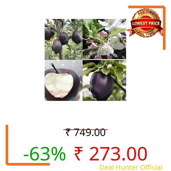 BHUMI ENTERPRISE Expensive Black Diamond Apple Grafted Live Plant,Very Sweet "Rare Variety" Suitable for Hot & Cold Climate Grafted (Fruit After 1 Year)
