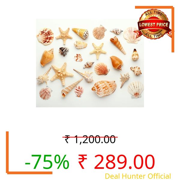 Scroll Store Sea Shell for Aquarium, Crafts, vase fillers | Multipurpose Mixed sea Shell (500 gram)