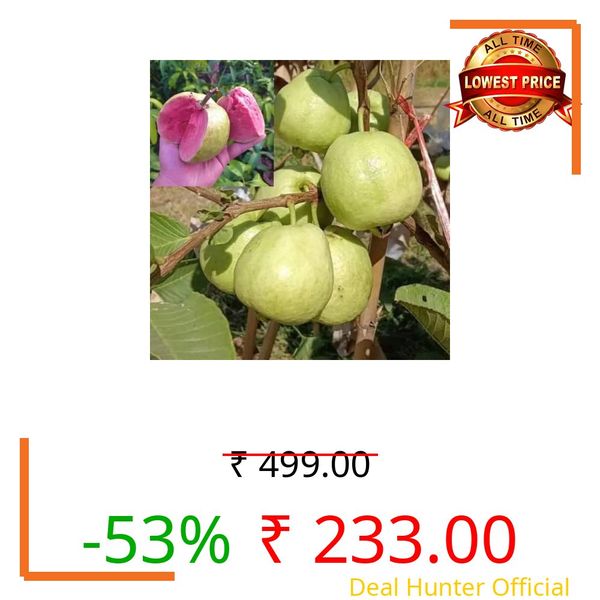 LEAF JIBON, Seedless Red Diamond Sweet Guava Original Japanese Amrud Fruit Live Plant (Pack Of 1) Healthy Plant 1.2/2 Ft Height Tree (Air Layered-Grafted) WB5T