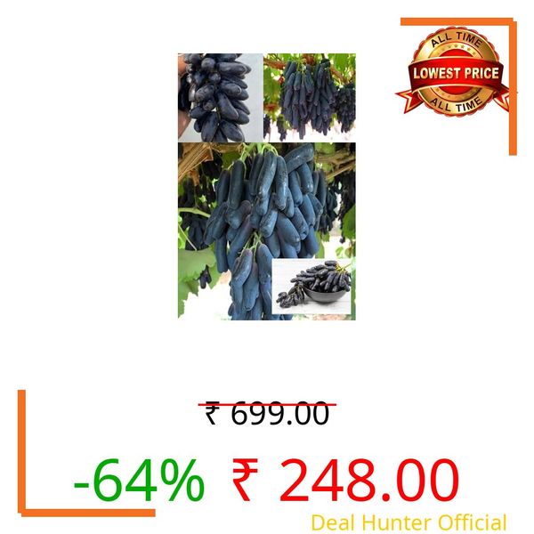ZXXYANBI Rare Live Black Sharad Seedless Grapes Angoor Layering/Grafted Fruit Plant All Season Amrud (Black) Skin with Fresh Organic Hybrid Dwarf Varieties Fruit (Pack Of-1) Outdoor Live Fruit Tree