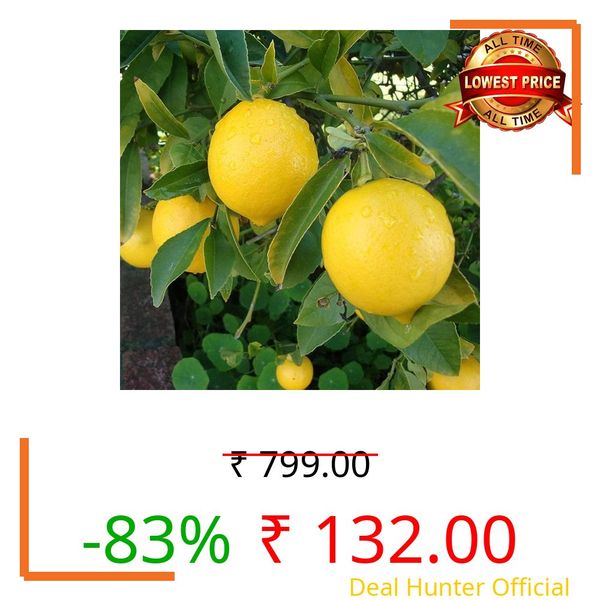 Live Hybrid Kagzi Lemon Tree Plant | Grows Year-Round | Perfect for Home & Terrace Gardening