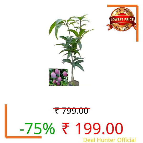 Hidden Enterprise Testy Healthy Food Orginal Egg Of Sun Purple Miyazaki Mango Fruit Tree Plant For Home Garden Outdoor Indoor plant