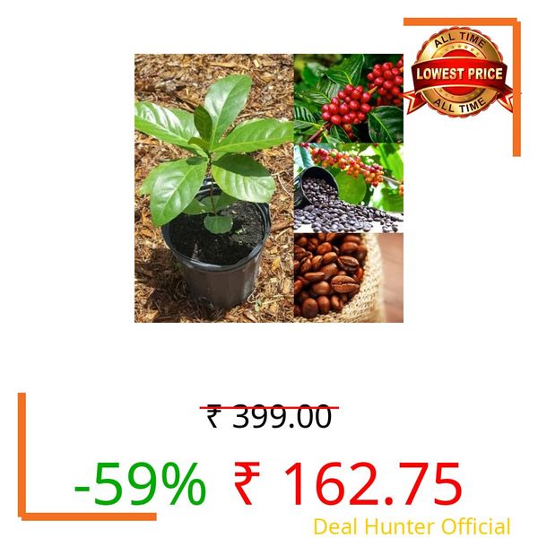 Coffee plant live Pack of 1 live plant