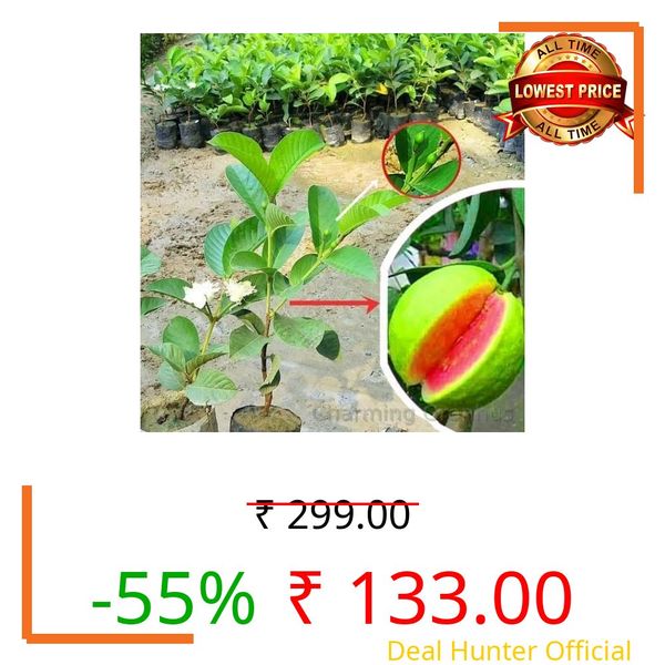 Charming Gronhus Original Taiwan Pink Guava Plant - Hybrid All Seasons Very Tasty Fruit Live Plant with Low Seed Content