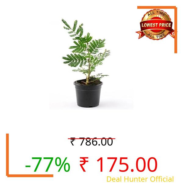 Live Real Shami Medicinal Plant/Sanidev Shami Pooja Plant Sami plant for home and Garden Prosopis cineraria Plant With 3 Inch Pot