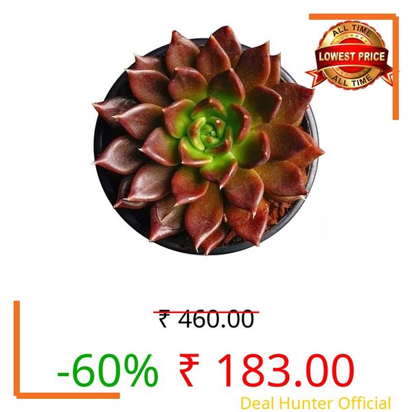 PlantaZee Succulent Indoor Plants for Home & Office Décor – Low Maintenance Natural Air Purifying Plants for Bedroom, Gifting (Vishnu Kamal Succulent Plant, Pack of - 1, 7 Inch Plant With Pot)