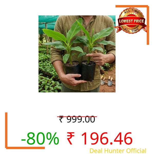 Banana Plant Combo Of 2 Exotic Sweet G9 Yellow Banana Edible Fruit Sweet Rare All Season Fruiting (2 Healthy Live Tissue Culture Fruit Plant) Easy Grow, for Home Balcony Organic Gardening