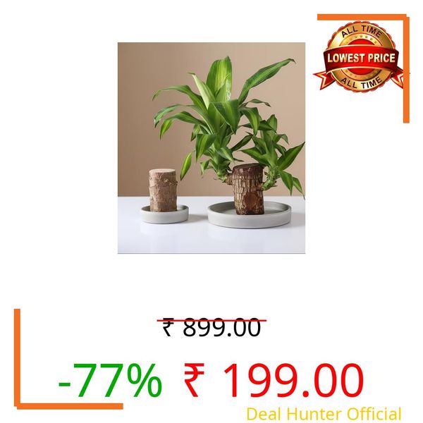 Hidden Enterprise Good Lucky Green Brazilian Wood Bamboo Orginal Live Tree || Feng Shui Money,Air -Puriflying & Low Maintance For Office,Dask,Room, Decoration Indoor Plant