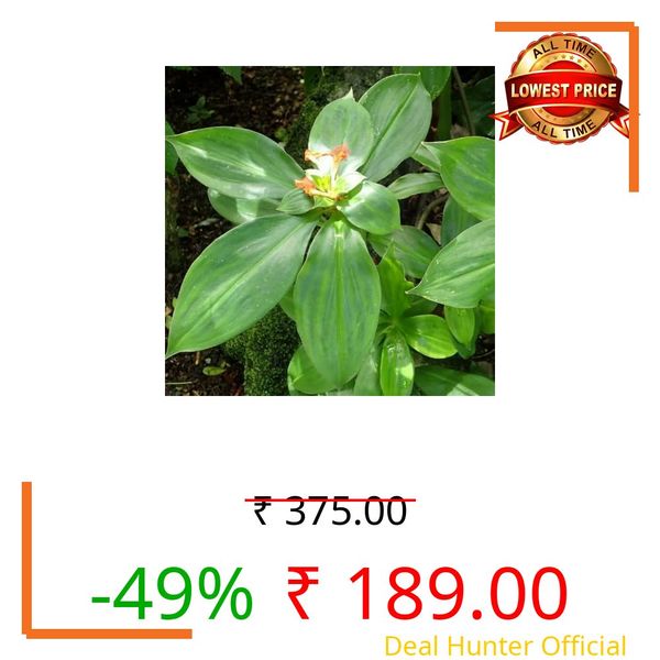 YOUDVIK Live Insulin Plant for Home & Garden – Ayurvedic Medicine Plant – Costus Igneus Set of 1 Without Pot For Indoor&Outdoor