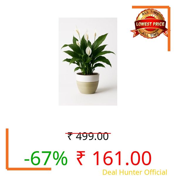 Fresh Peace Lily Live Plant with Natural Air Cleaning Ability, Producing Elegant Flowers and Boosting Indoor Décor with Minimal Watering Needs – Pack of 1 Healthy Plant