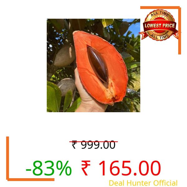 GPPSSS All-Time 12 Months Hybrid (GRAFTED) Red Chiku Live Plant Original & Authentic Organic Sapodilla Tree for Indoor & Outdoor Fast-Growing Fruit Plant Ideal for Home Gardens Super Healthy Plant