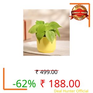 Ugaoo Philodendron Oxycardium Golden Plant with Ibiza Pot | Indoor Plants with Pots for Home | Home Plants Indoor with Pot