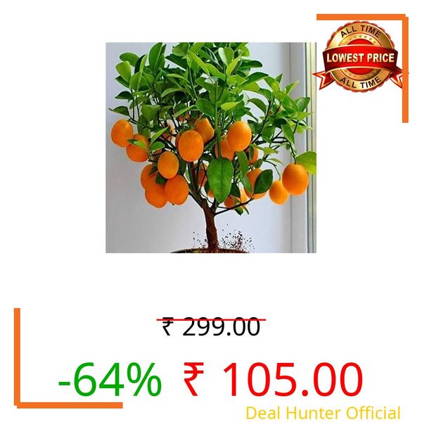 Avante Farm Live Nagpur Mandarin Orange All Time Variety Grafted Fruit Hybrid Plants Healthy Plant With 3 Inches Blck Pot