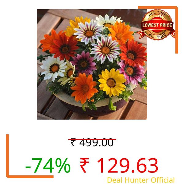 Gazania Flower Seeds for Planting – Bright Colorful Daisy-Like Blooms, Easy to Grow, Sun Loving Garden Flower Seeds(Pack Of 50+ Seed)