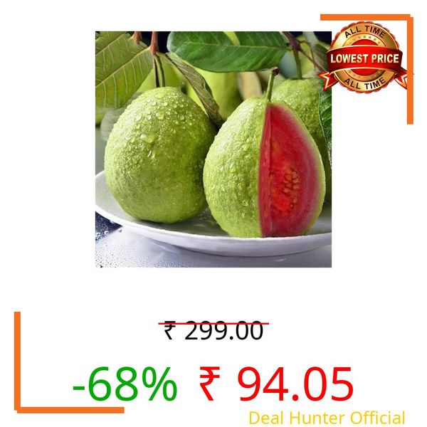 Avante Farm Live Guava Plant Grafted Hybrid All Season - Thai 7 Jarvi Red Bonsai Plant - Dwarf Variety - High Yield Tropical Fruit Plant All Season -Use for Home Garden,Tarrace & Balcony (pack of 1)