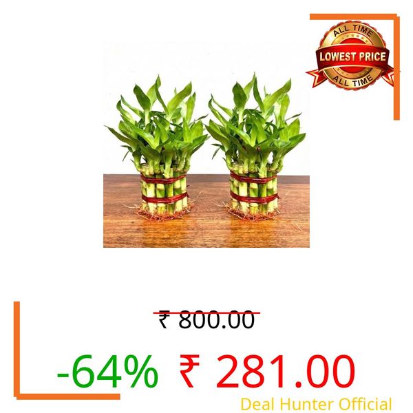 Combo pack of 2 two layer lucky bamboo plants without pots | For Living Room or Office table | indoor plants for good luck and air purification (Without Glass pots)