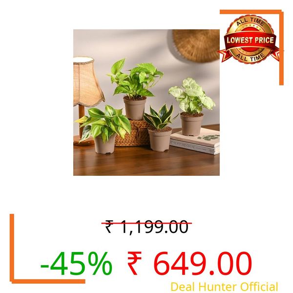 UGAOO Indoor Plants for Home Combo of 4 - Snake Plant, Money Plant, Philodendron & Syngonium | live plants with pots, indoor plants with Grow-pots for home