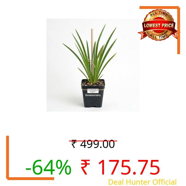 Greenursery Vacha Live Medicinal Herb Plant – Traditional Ayurvedic Sweet Flag – Pack of 1