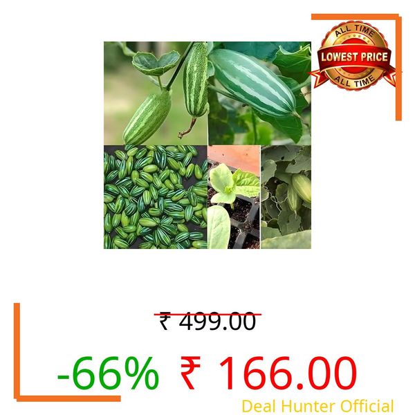 Parwal (Pointed Gourd) Live Plant Pack of 4 | 3 Female + 1 Male Healthy Vegetable Plants | Fast Growing Climber for Home Garden & Terrace - (Pack Of 4)
