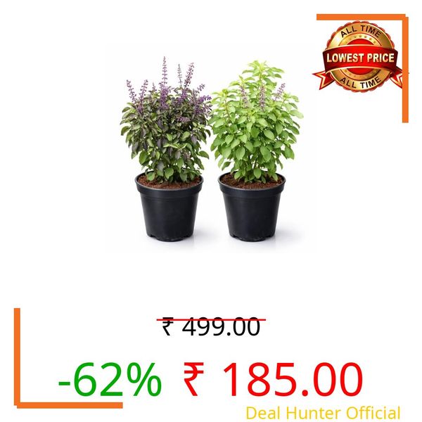 Tulsi Ayurvedic Live Plant, Rama and Shyama Tulsi, Small Size pack Of 2 Combo, Garden And Pooja Plant, Varieties with Planting Pots, Small Size pack Of 2 Combo