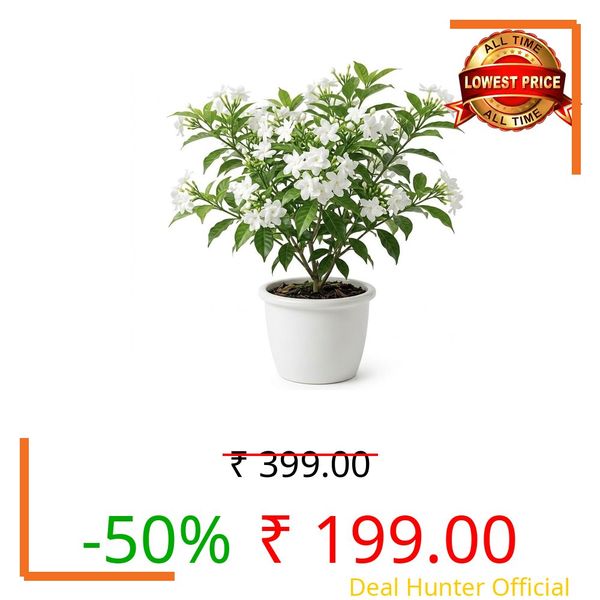 Fragrant Crape Jasmine Live Plant | Tabernaemontana Divaricata | Chandni | Sacred Pinwheel White Flowering Shrub for Garden, Hedge & Temple Garden | BM Nursery