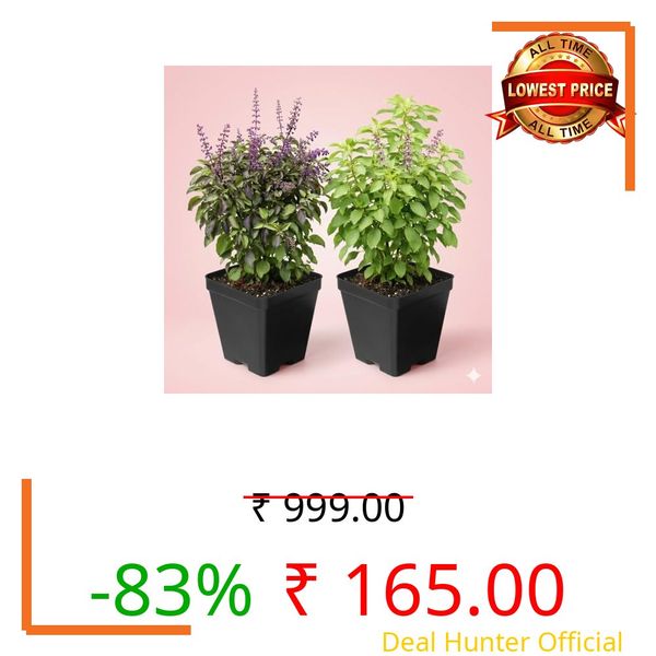Tulsi Ayurvedic Live Plant, Rama and Shyama Tulsi, Small Size pack Of 2 Combo, Garden And Pooja Plant, Varieties with Planting Pots, Small Size pack Of 2 Combo