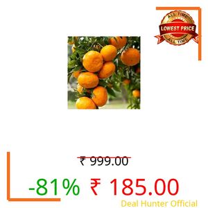 All-Time 12 Months Hybrid GRAFTED Darjeeling Orange Plant Live Fruit Plant Original & Authentic Organic Tree for Outdoor Fast-Growing Fruit Plant Home Gardens Pack Of-1