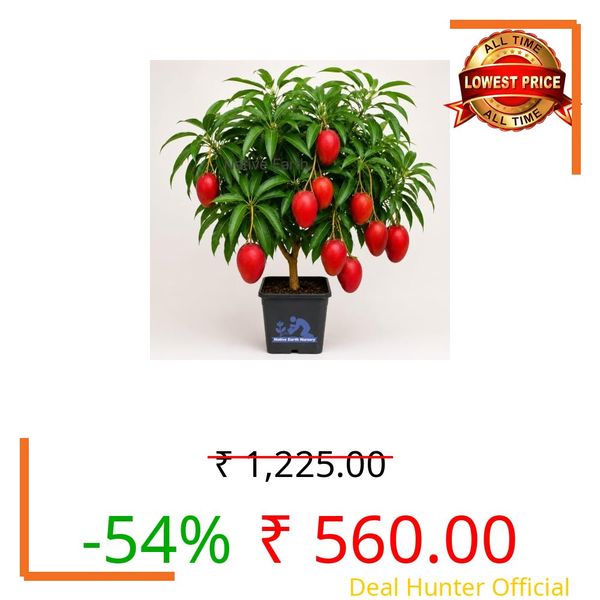 Native Earth Japanese Miyazaki Mango Grafted Plant, 3 Feet, Pack of 1
