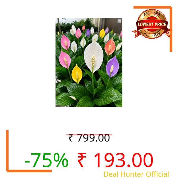 Multicolor Peace Lily Live Plant | Multicolor Spathiphyllum Indoor Flowering Plant | Air Purifying Low Maintenance Houseplant | Decorative Live Plant for Home, Office, Bedroom, Balcony & Living Room