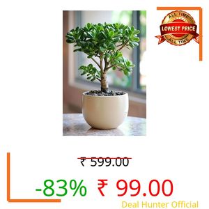 Jade Plant Live Indoor Outdoor Bonsai (Crassula ovata) – Lucky Money Succulent for Vastu & Feng Shui, Healthy Rooted Plant for Home & Office Decoration