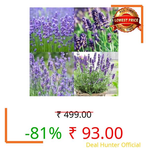Lavender Flower Seeds for Home Gardening & Pots (Pack Of 50 Seed) | Colorful Flowering Seeds for Balcony, Terrace and Garden